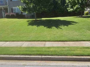Sonya H.'s grass cutting service result