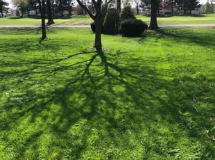 Kermetris H.'s Bush Trimming service result