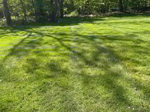 Felicia B.'s lawn care services service result
