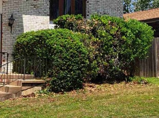 Ranea W.'s Bush Trimming service result
