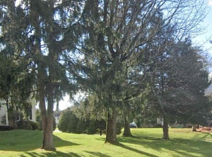 Chuck S.'s grass maintenance service result
