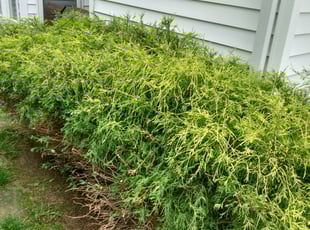 Carl G.'s Bush Trimming service result