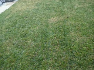 Washington C.'s turf maintenance service result