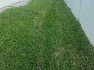 Thomas B.'s lawn maintenance service result
