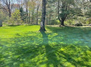 Valeria L.'s turf care service result