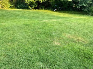 Mark L.'s turf maintenance service result