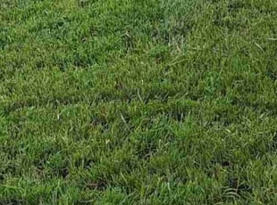 Kylee A.'s lawn care service result