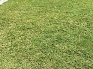 Uchenna N.'s lawn service service result