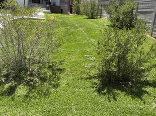 David M.'s lawn care services service result