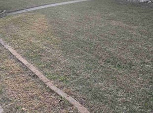 Janet W.'s grass maintenance service result