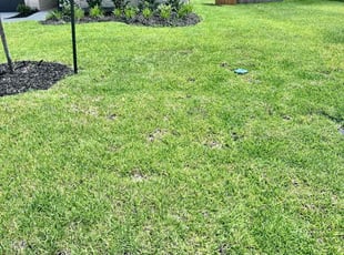 Chris D.'s lawn care service result