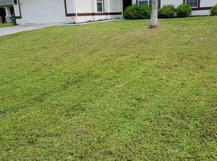 Ashlynn O.'s grass cutting service result