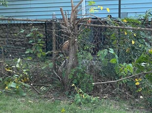 Karen V.'s Bush Trimming service result