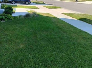 Midhun A.'s grass maintenance service result