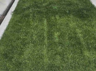 Nick C.'s lawn care service result