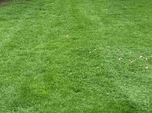 Paula K.'s grass maintenance service result