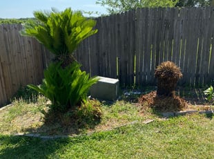 Felicia S.'s Bush Trimming service result