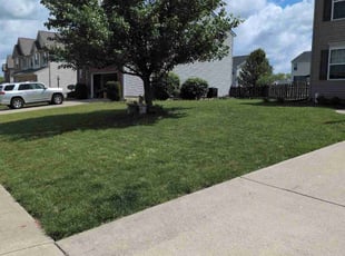 Wanda H.'s grass maintenance service result