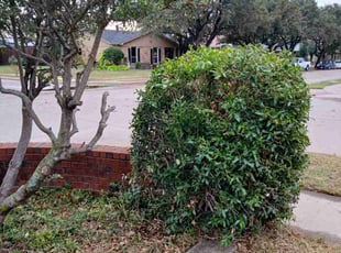 William D.'s Bush Trimming service result