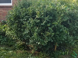 Heather K.'s Bush Trimming service result