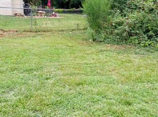 Arika K.'s turf care service result