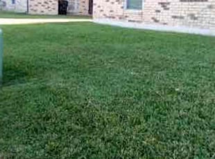 Richard G.'s lawn care service result