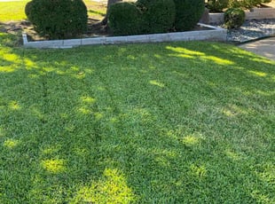 Dominique C.'s lawn care services service result