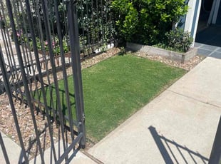 Theodore M.'s lawn care service result