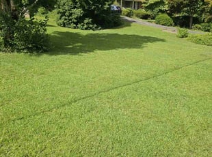 David D.'s grass cutting service result