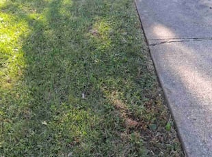 Miguel O.'s turf maintenance service result