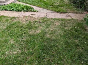 Diana B.'s lawn service service result