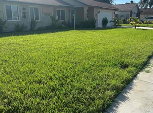 Tomika L.'s turf care service result