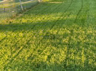 Joshua W.'s turf maintenance service result