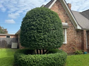 Carly O.'s Bush Trimming service result