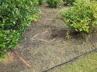 Maureen M.'s grass cutting service result