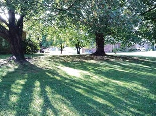 Lisa B.'s grass cutting service result
