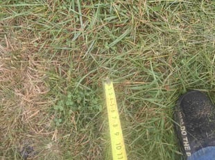 Nathan S.'s Bush Trimming service result