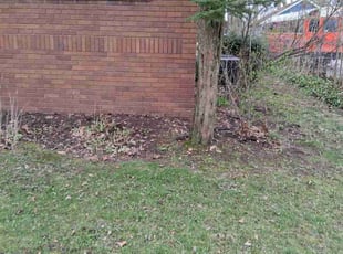 Lisa D.'s Leaf Removal service result