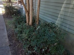 Michael W.'s Bush Trimming service result