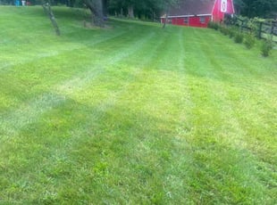 Patrick E.'s grass maintenance service result