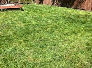 David D.'s turf care service result