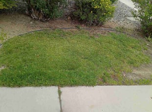 Brenda S.'s turf care service result