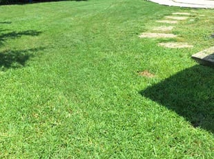 Brenda L.'s grass maintenance service result