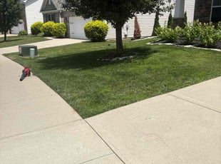 M H.'s lawn care service result