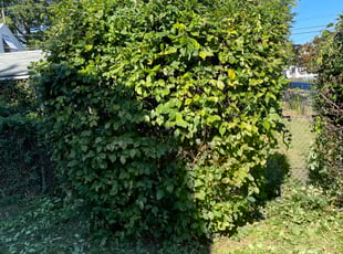 Ron M.'s Bush Trimming service result