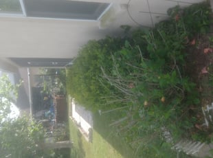 James D.'s Bush Trimming service result