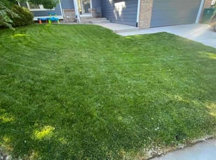 Brittany O.'s lawn care service result