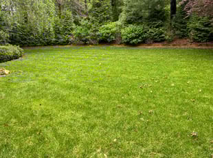 Doug W.'s lawn service service result