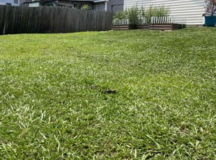 Sophiya J.'s lawn service service result