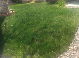 Mark H.'s grass cutting service result